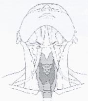 dsv